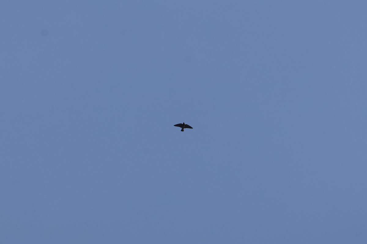 Ashy Woodswallow - ML646172848