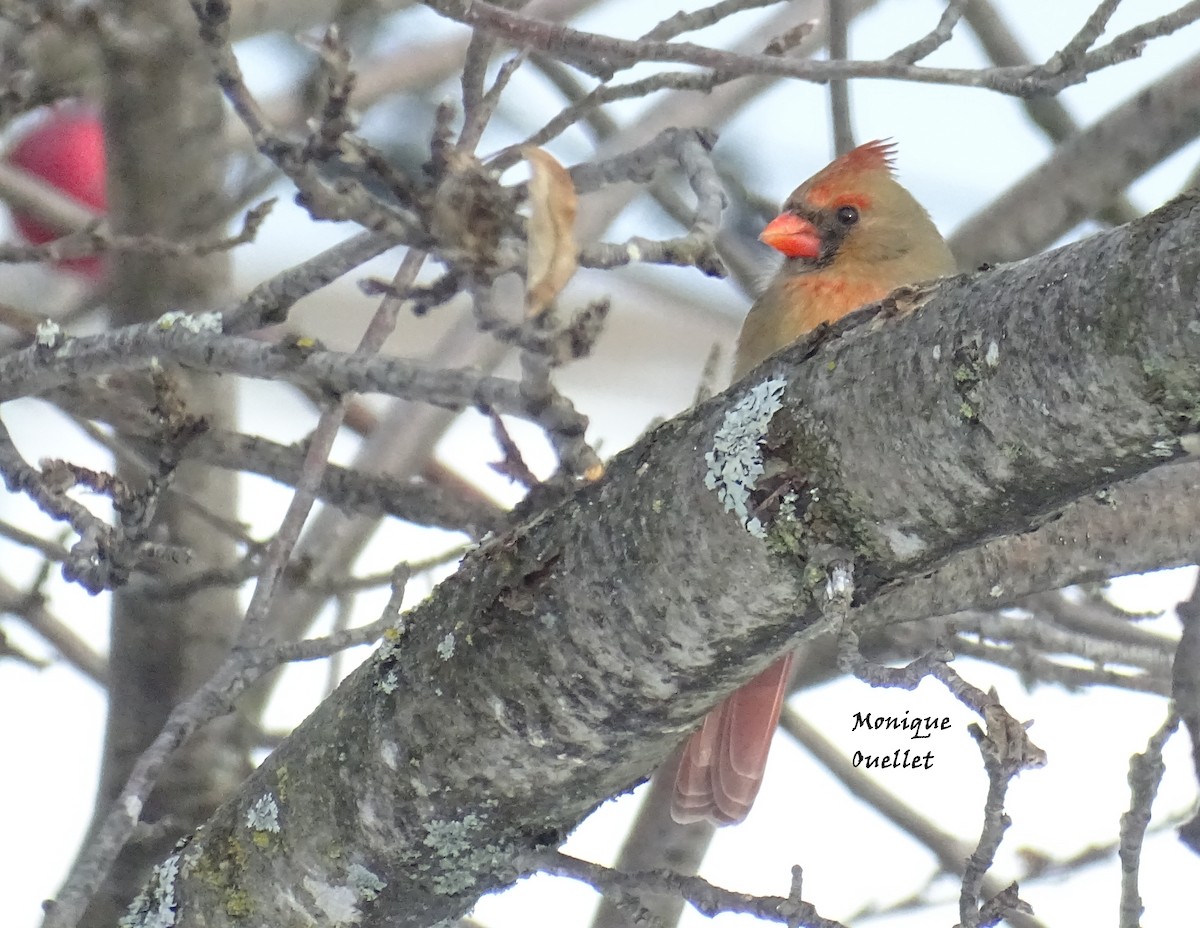 rødkardinal - ML646172850