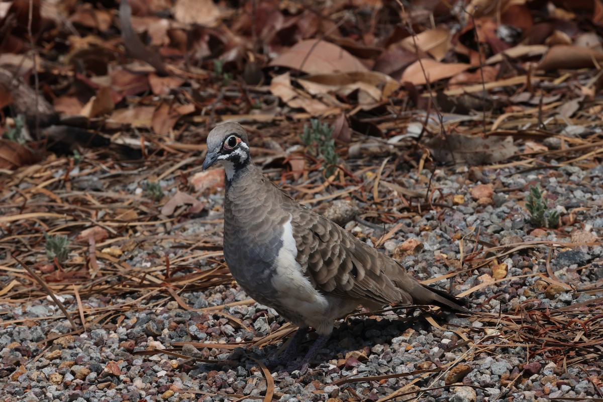 Buchstabentaube - ML646172868