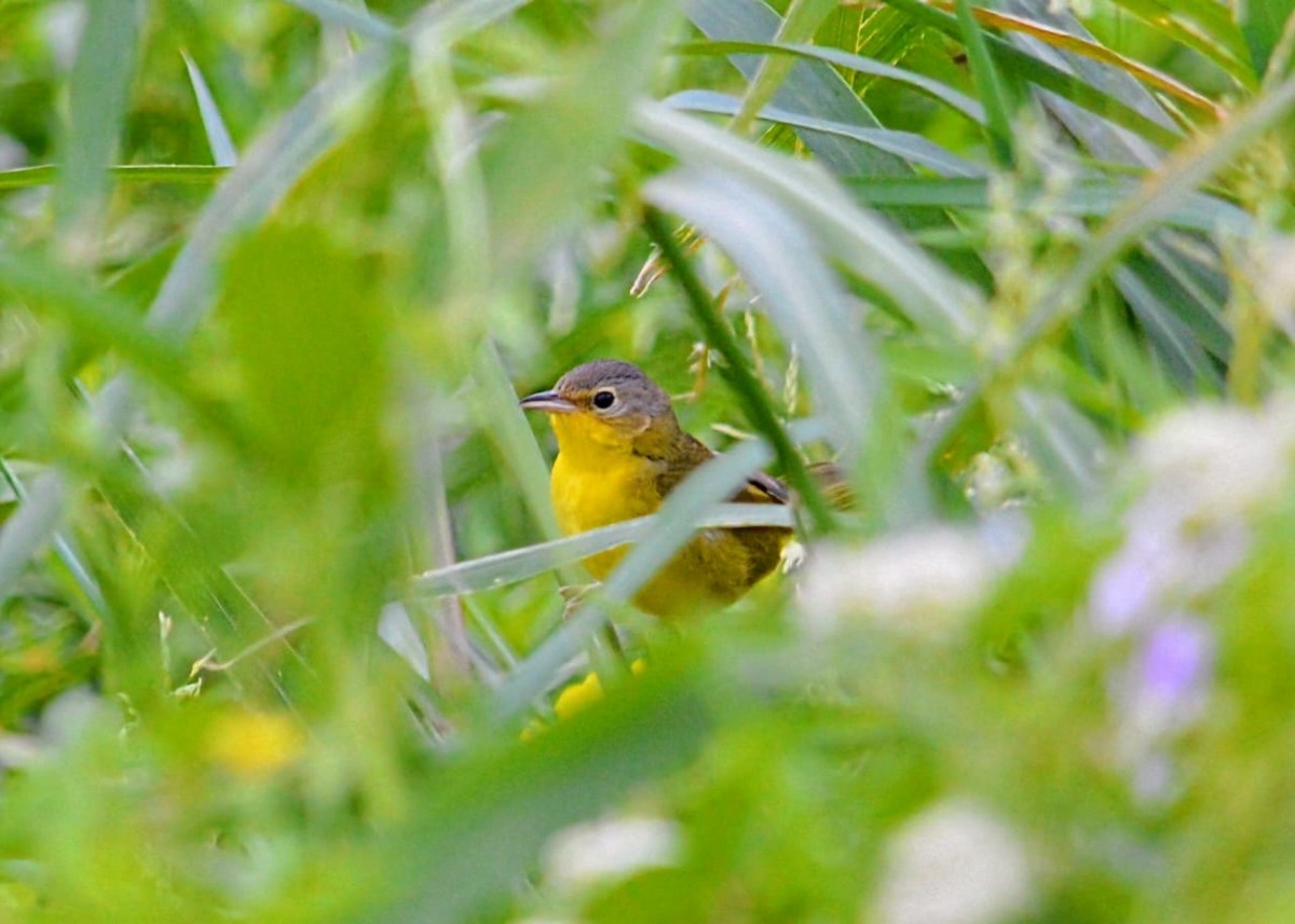 Southern Yellowthroat - ML646172870