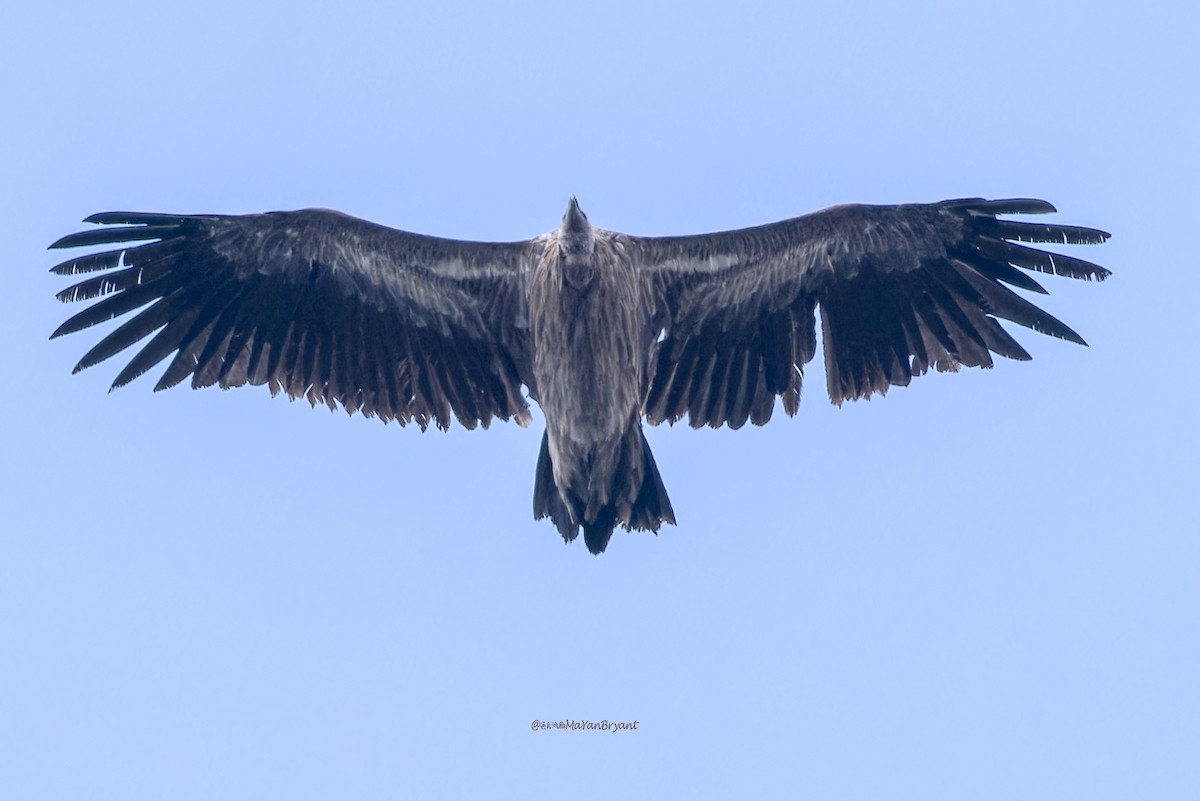 Vautour de l'Himalaya - ML646172876