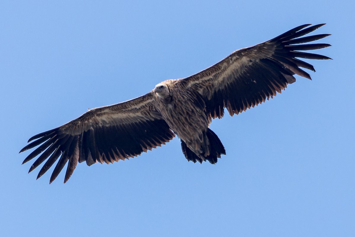 Vautour de l'Himalaya - ML646172877