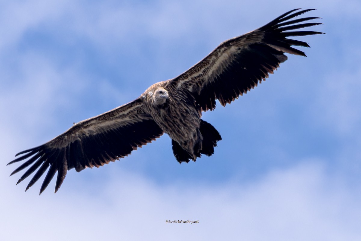 Vautour de l'Himalaya - ML646172878