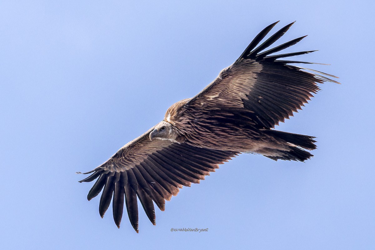 Vautour de l'Himalaya - ML646172879