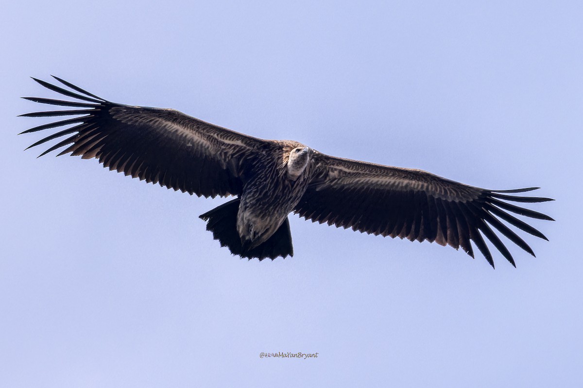 Vautour de l'Himalaya - ML646172880