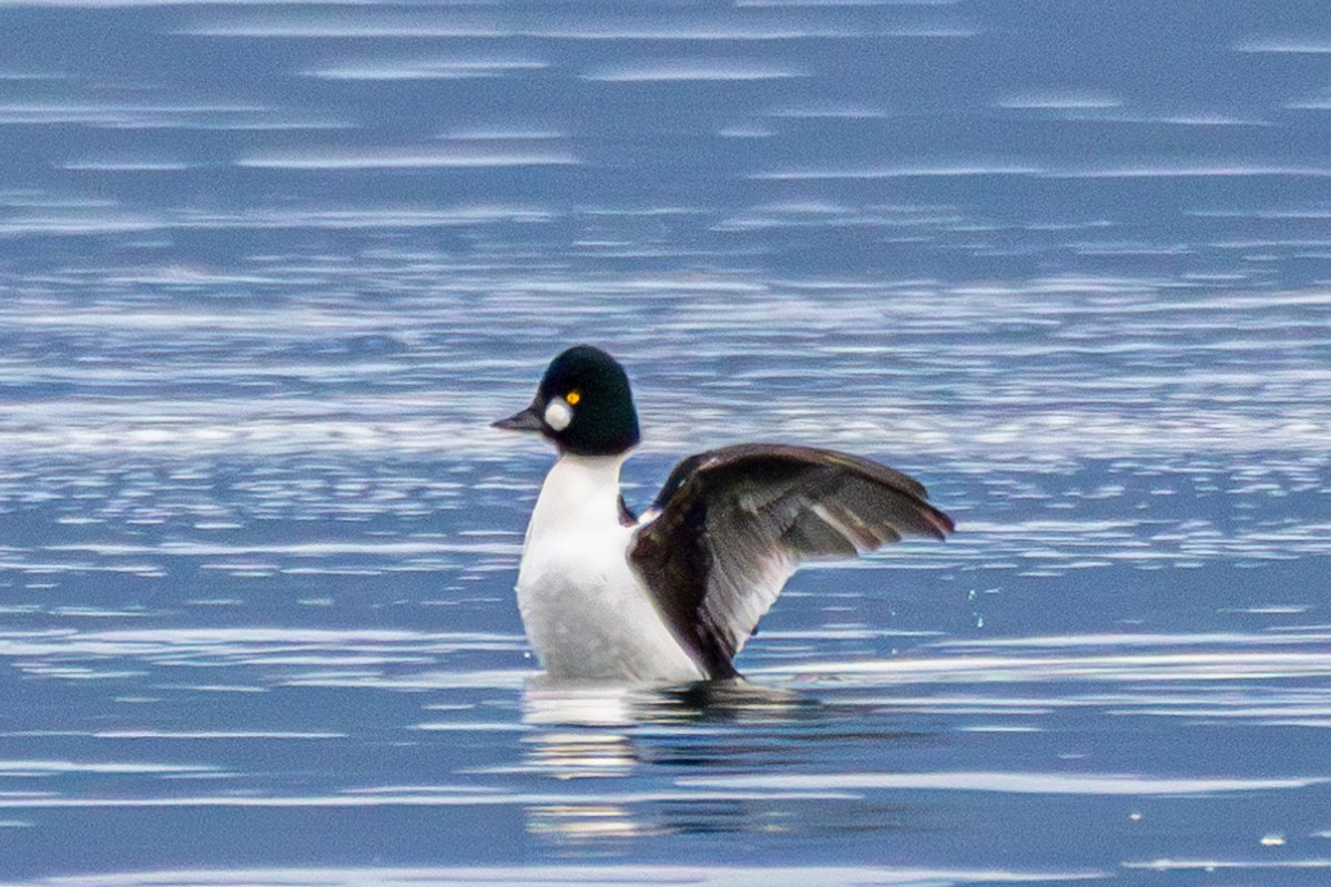 Altıngöz - ML646172889