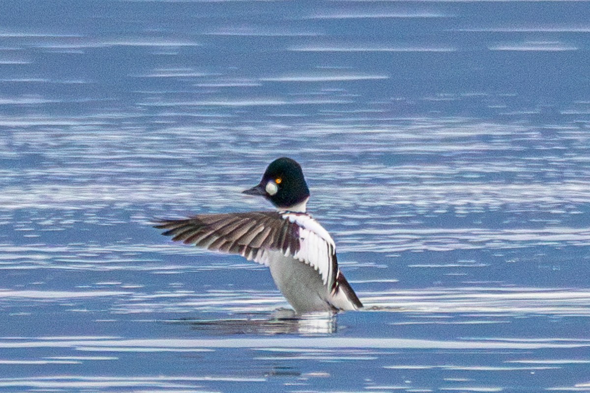 Altıngöz - ML646172890