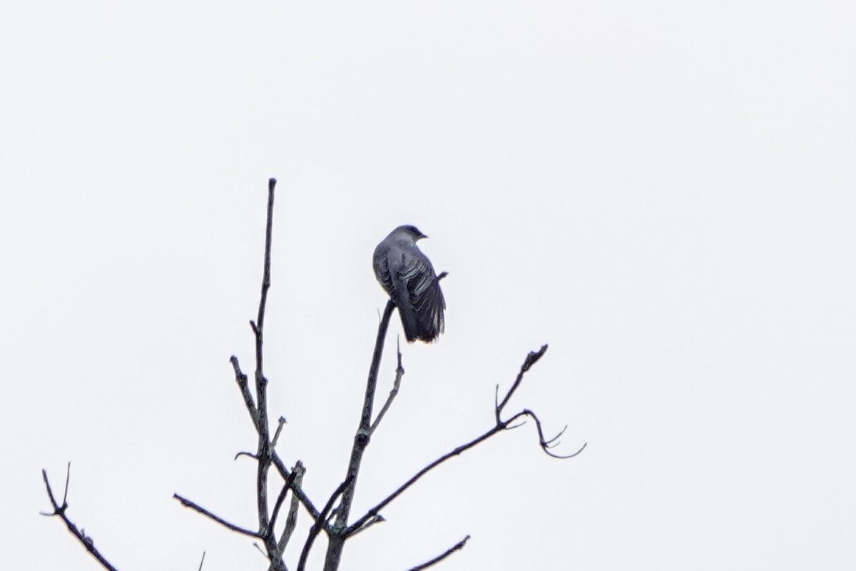 Oriental Cuckooshrike - ML646172901