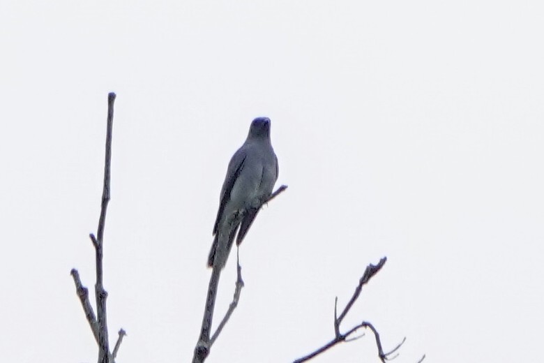 Oriental Cuckooshrike - ML646172903