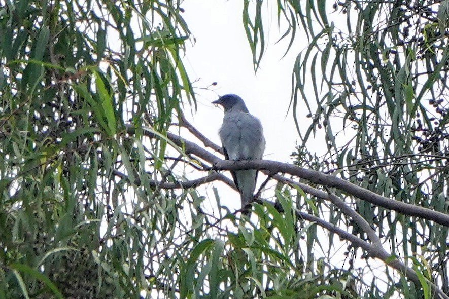 Oriental Cuckooshrike - ML646172904