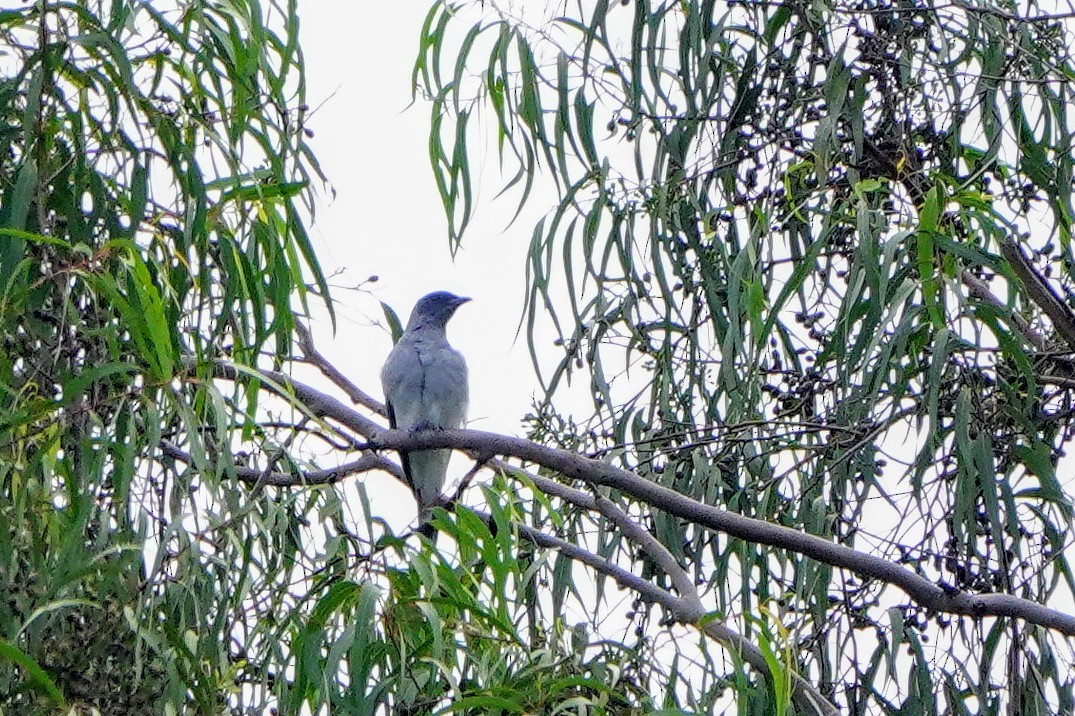Oriental Cuckooshrike - ML646172905