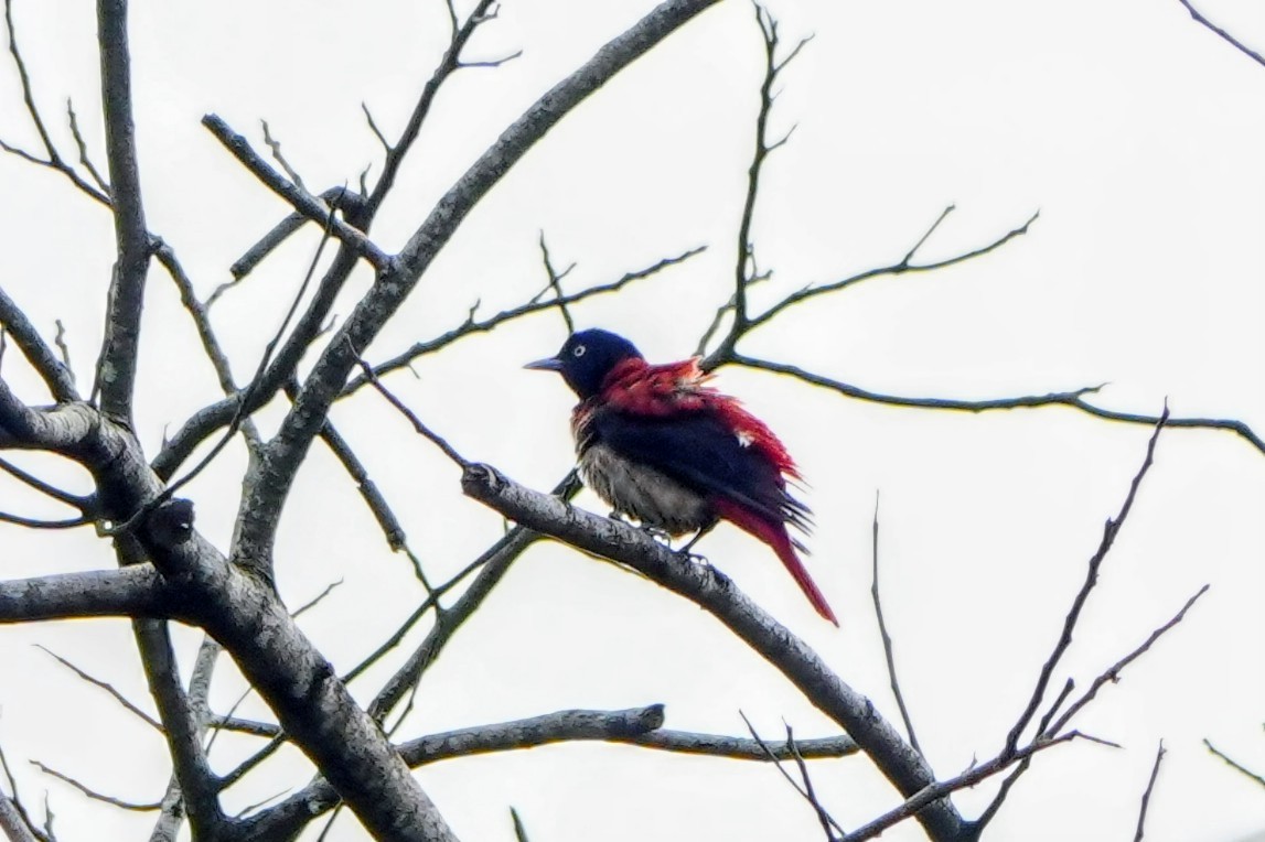 朱鸝 - ML646172909