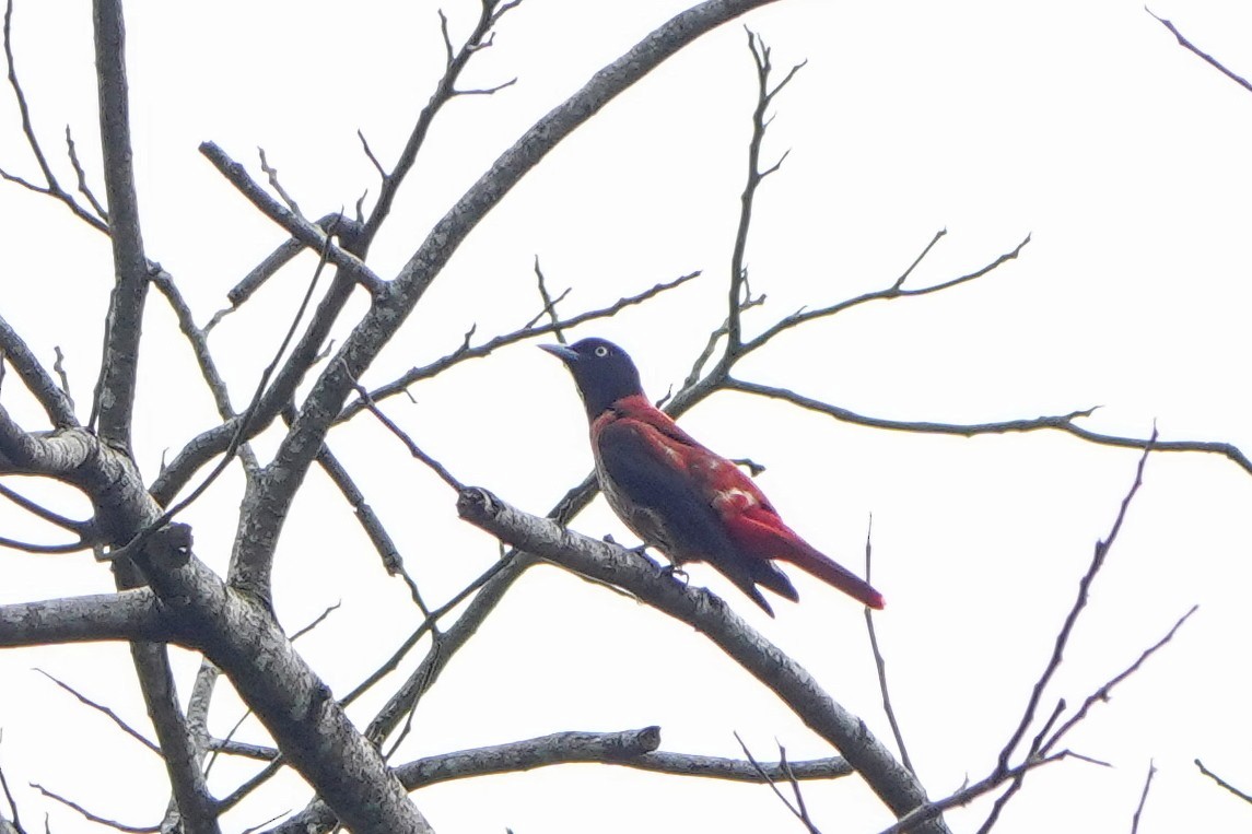 朱鸝 - ML646172910