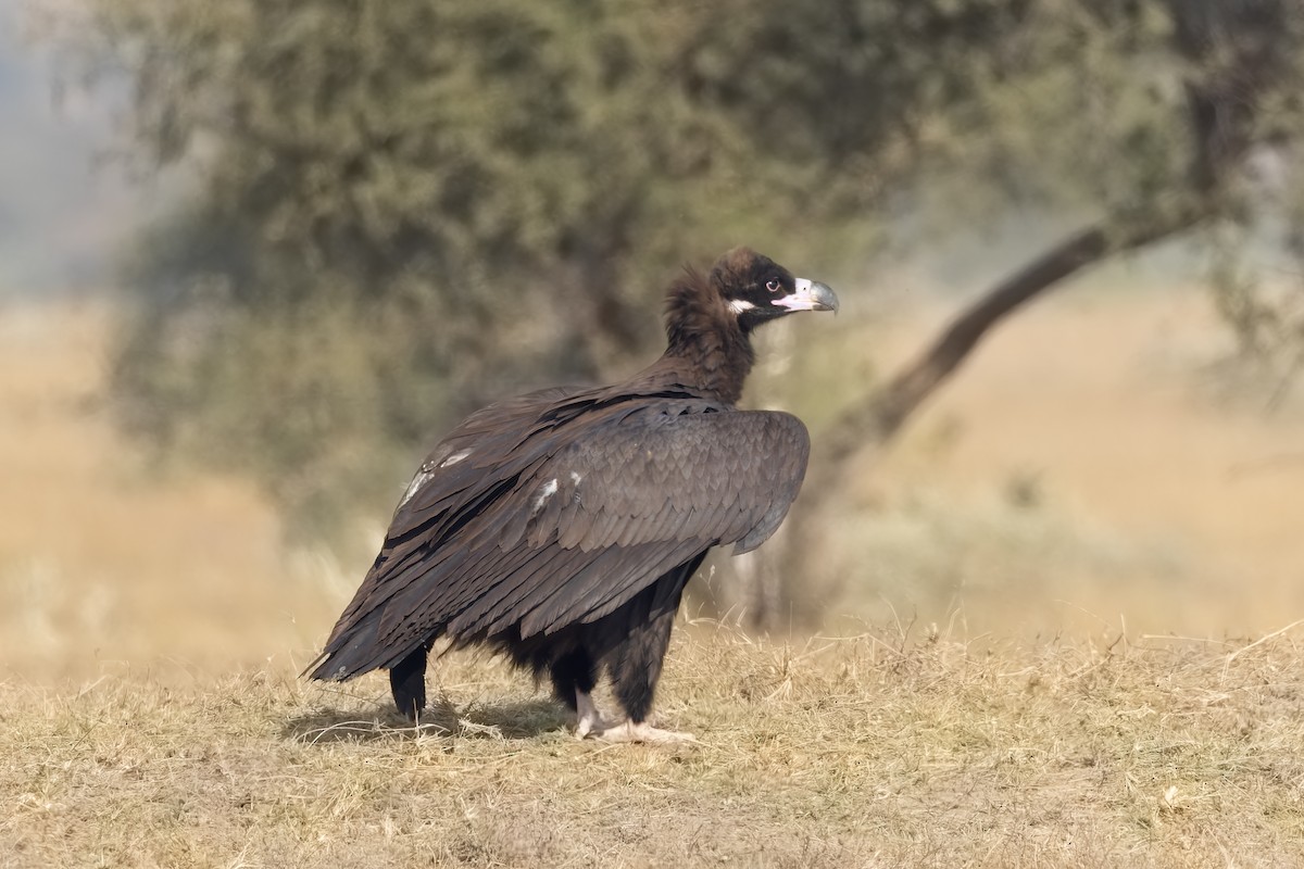 Buitre Negro - ML646172924