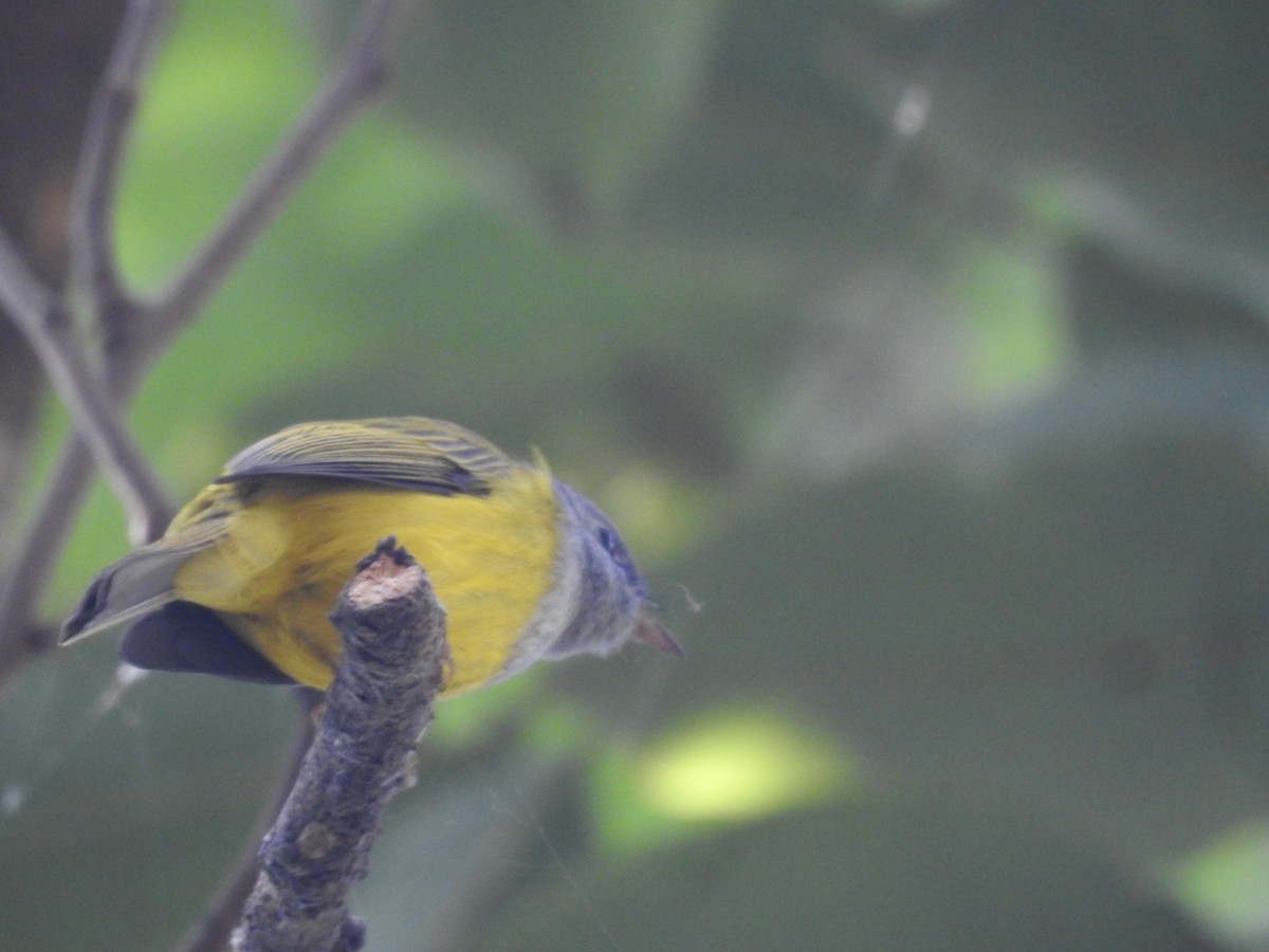 gråhodefluejeger - ML646172928