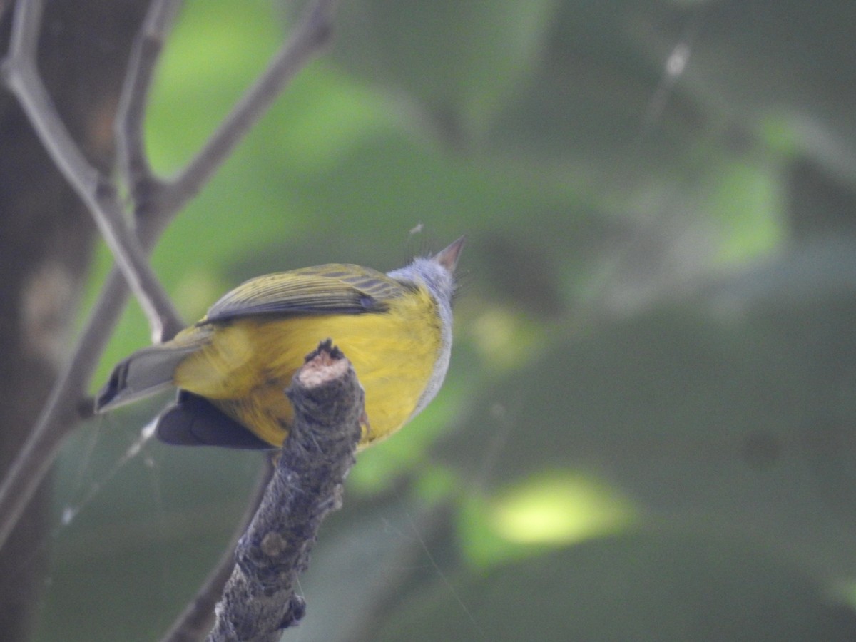 gråhodefluejeger - ML646172929