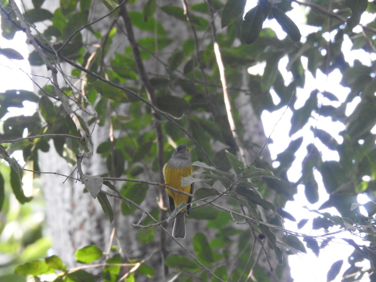 gråhodefluejeger - ML646172930