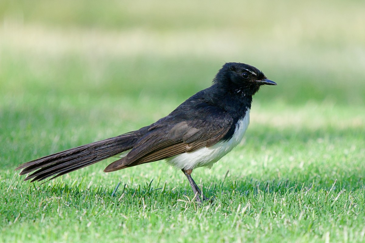Willie-wagtail - ML646172934