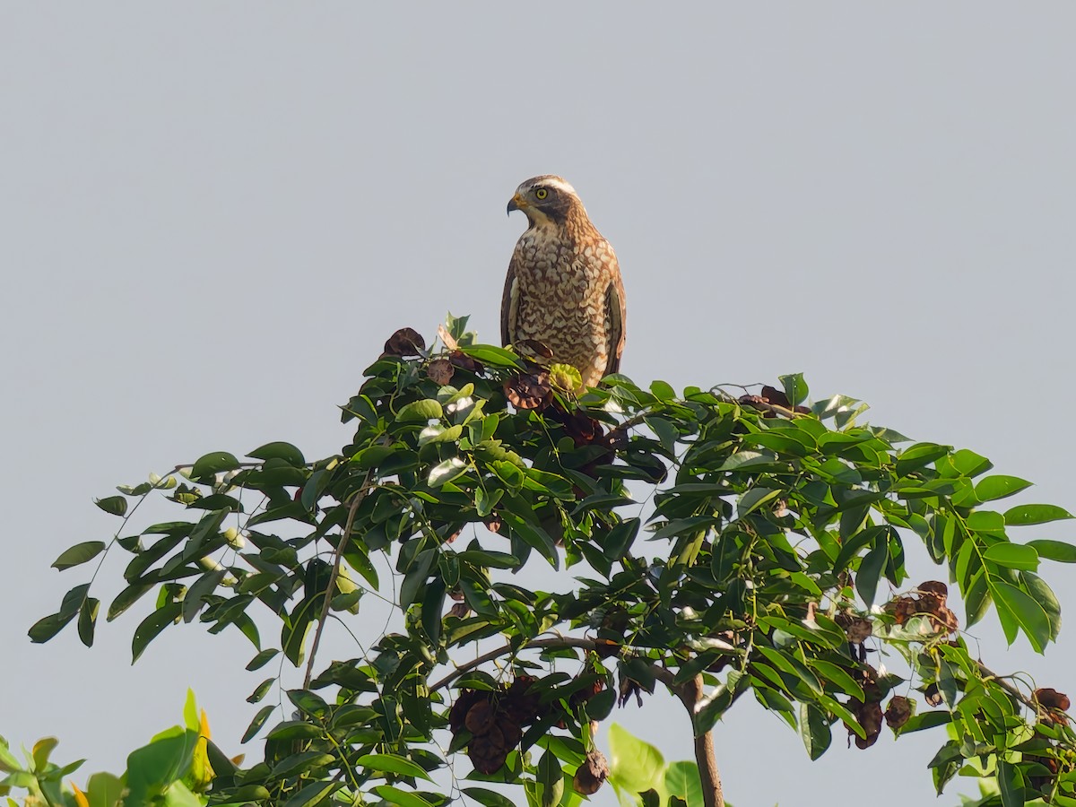 Gray-faced Buzzard - ML646172935