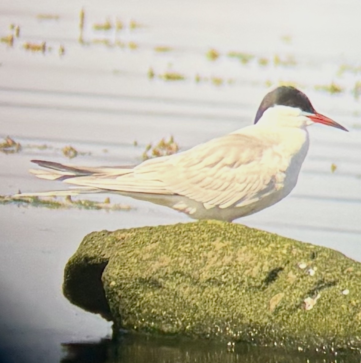 Common Tern - ML646172956