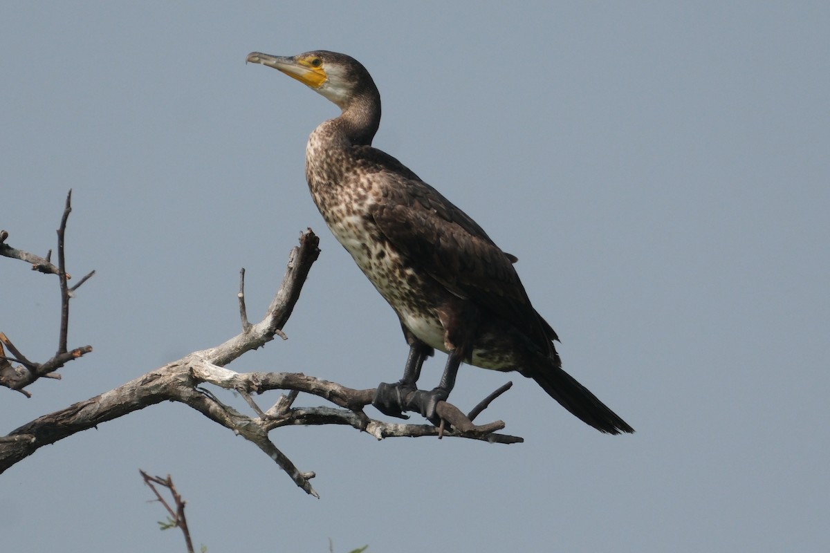 カワウ - ML646172958