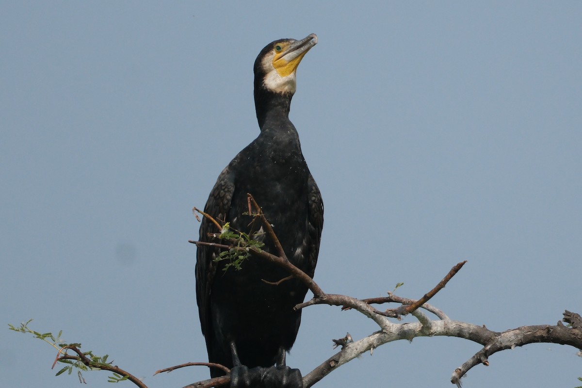 カワウ - ML646172959