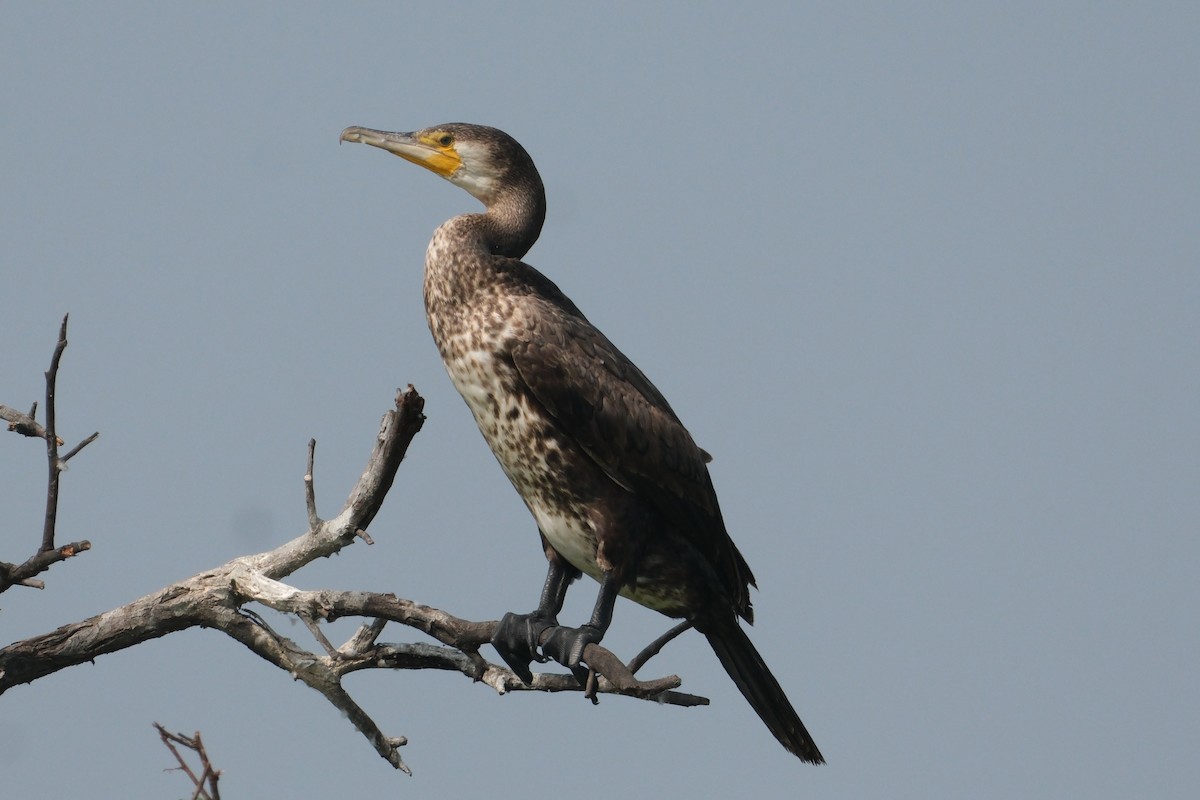 カワウ - ML646172960