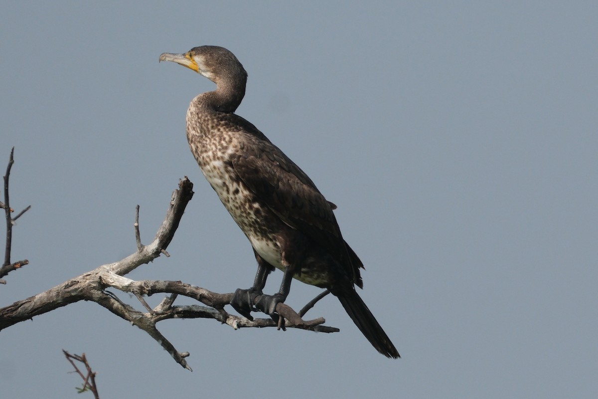 カワウ - ML646172961