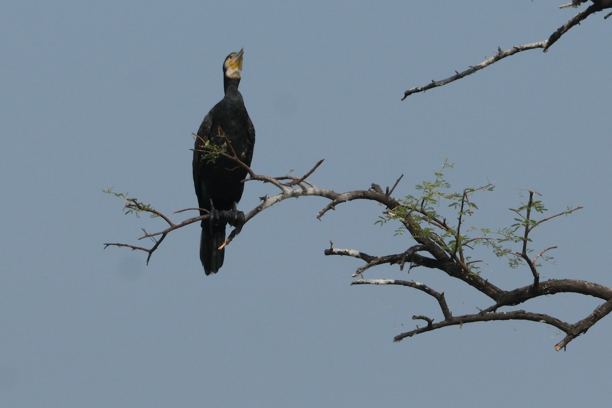 カワウ - ML646172962