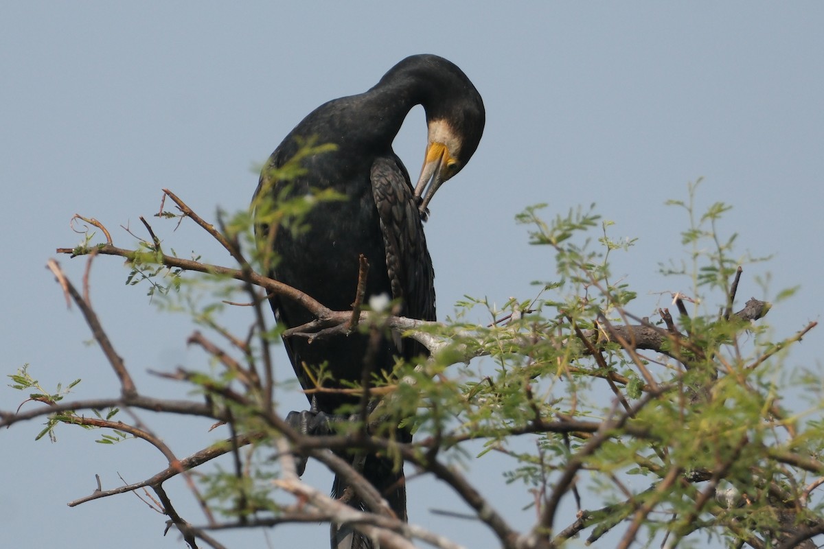 カワウ - ML646172963