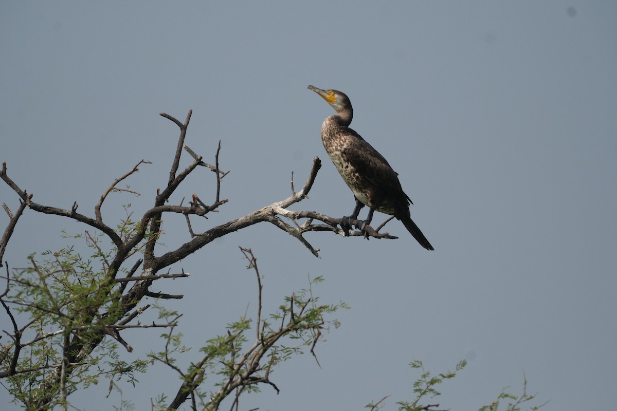 カワウ - ML646172964