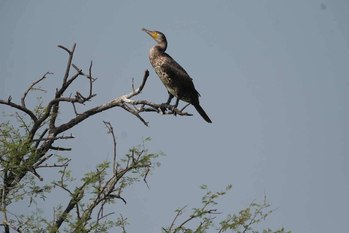 カワウ - ML646172965