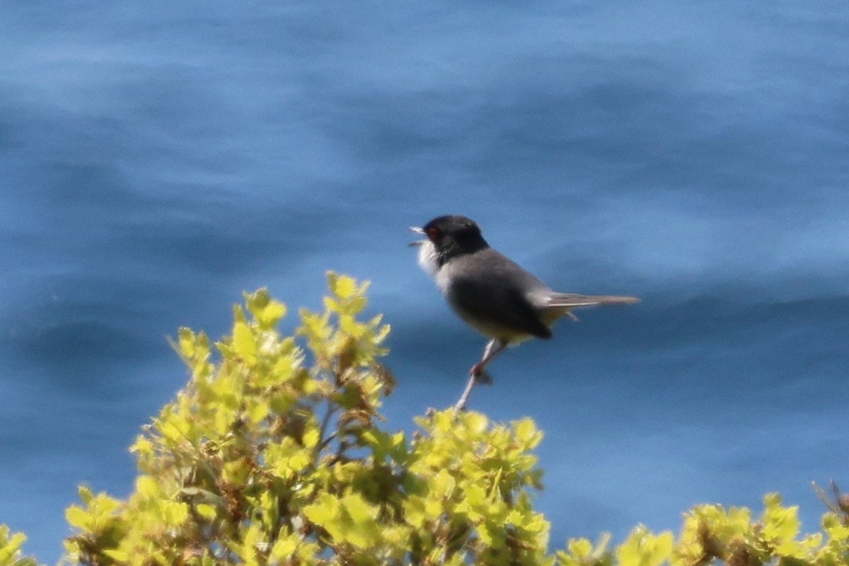 Sardinian Warbler - ML646172966