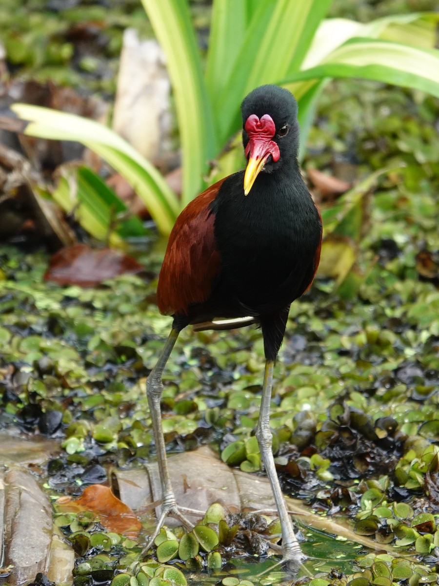 Wattled Jacana - ML646172967