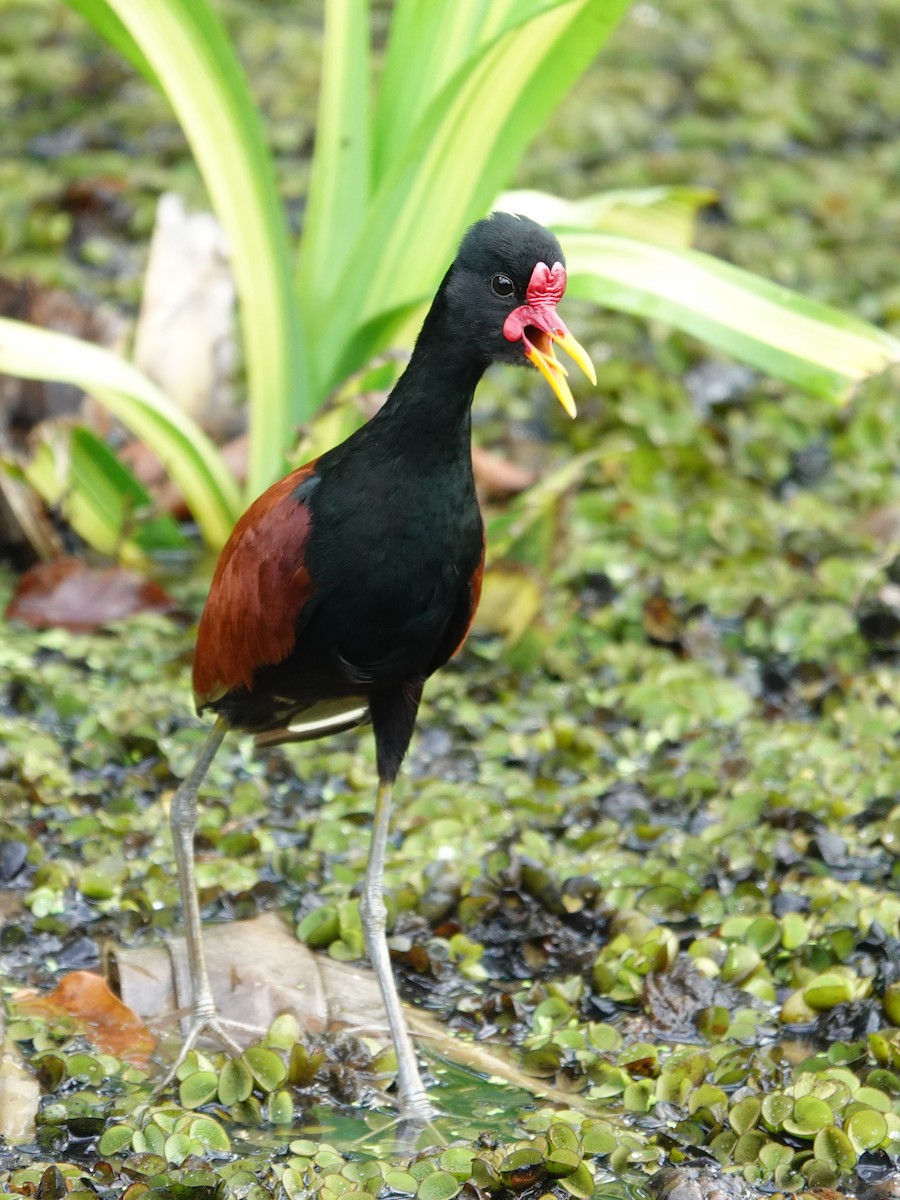 Wattled Jacana - ML646172968
