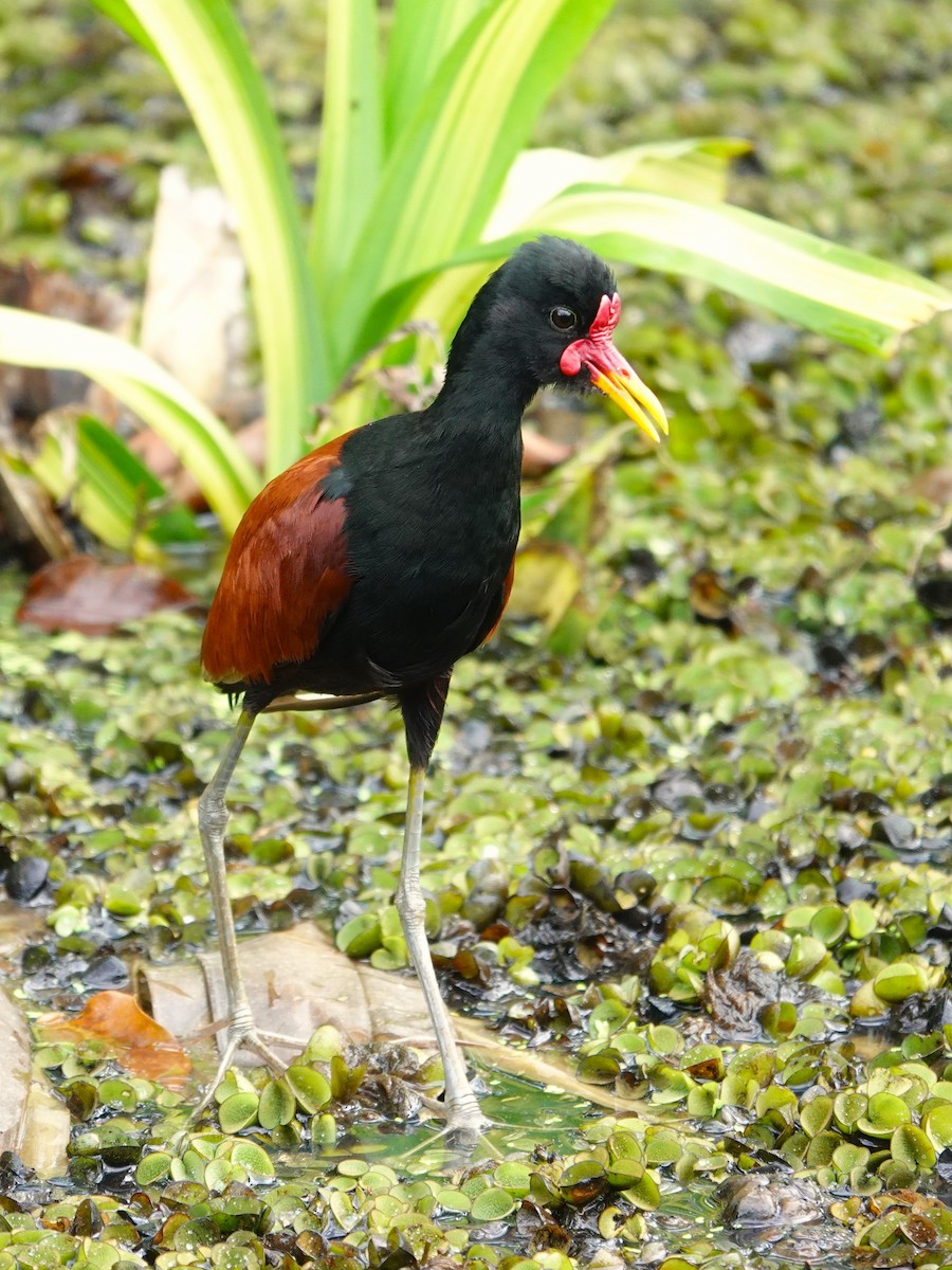 Wattled Jacana - ML646172969