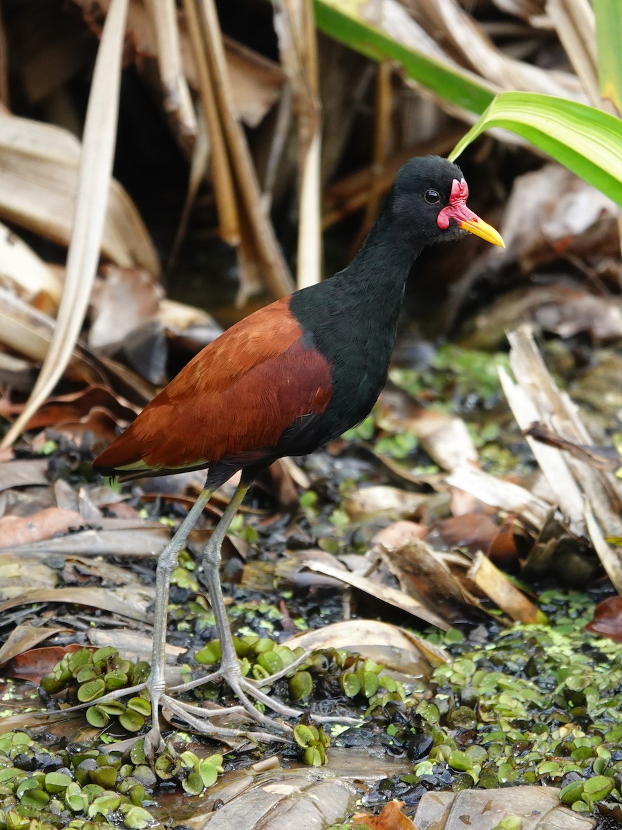 Wattled Jacana - ML646172970