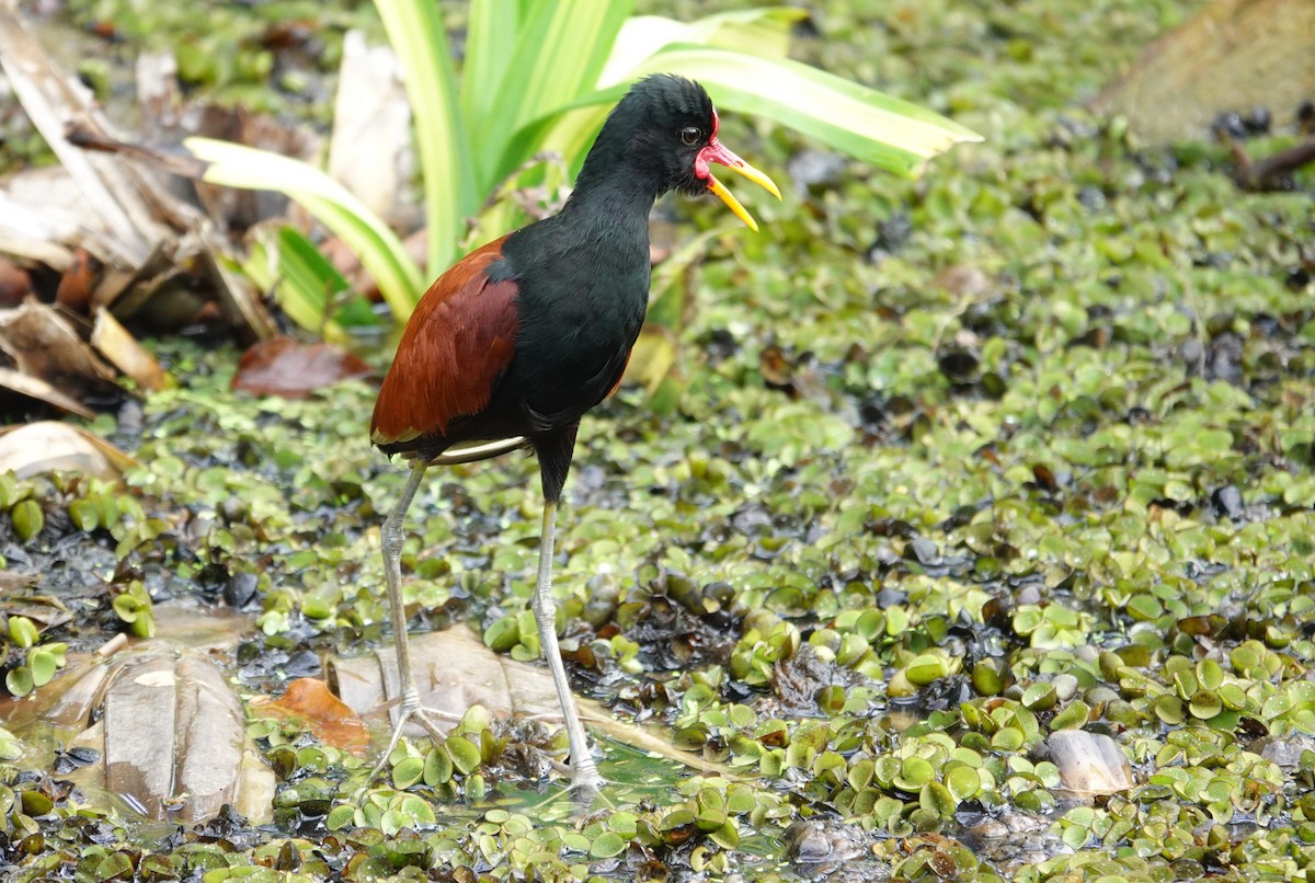 ナンベイレンカク - ML646172971