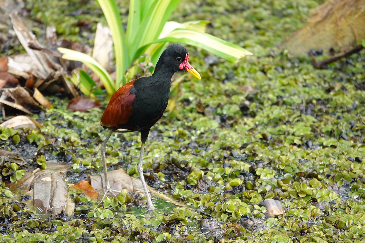 ナンベイレンカク - ML646172972