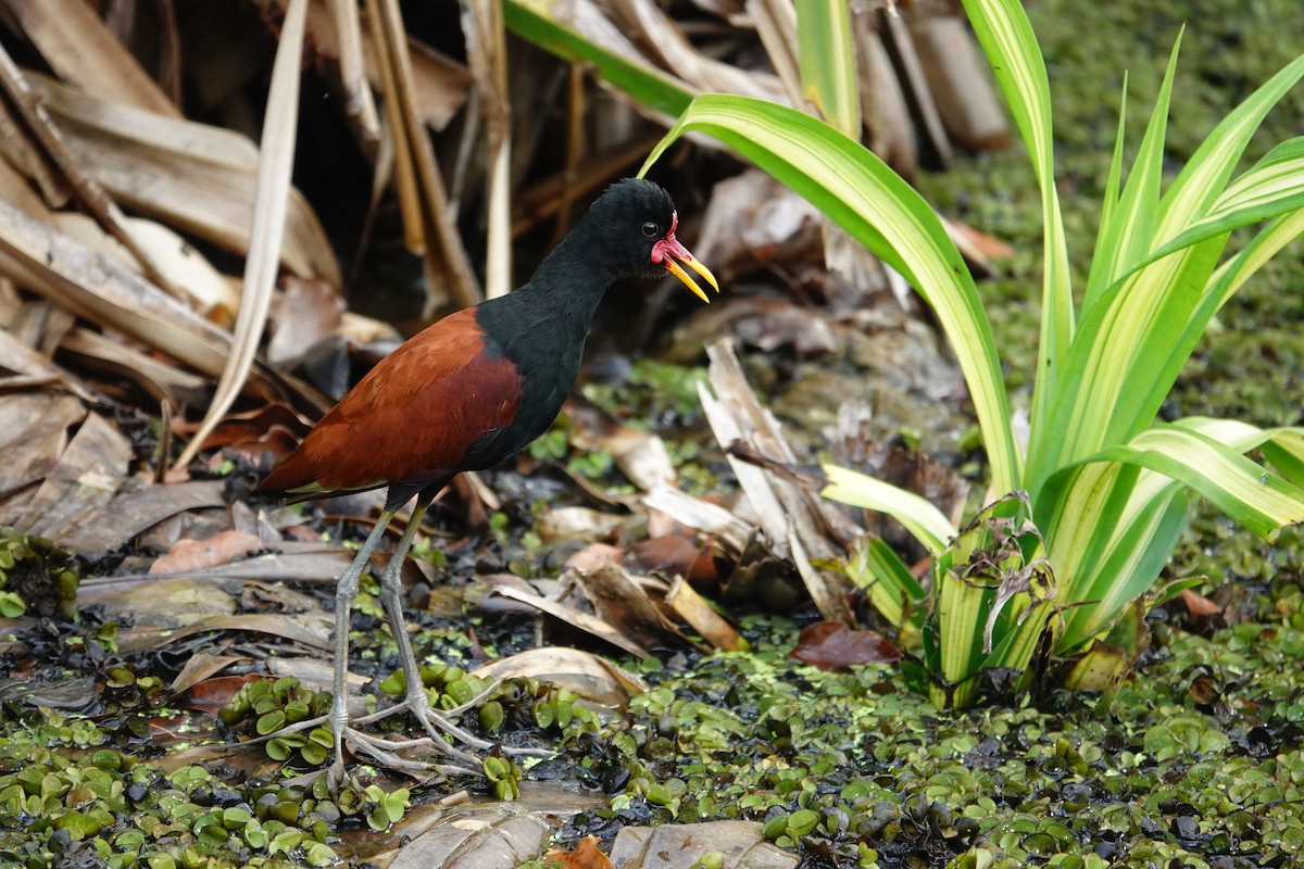 ナンベイレンカク - ML646172973