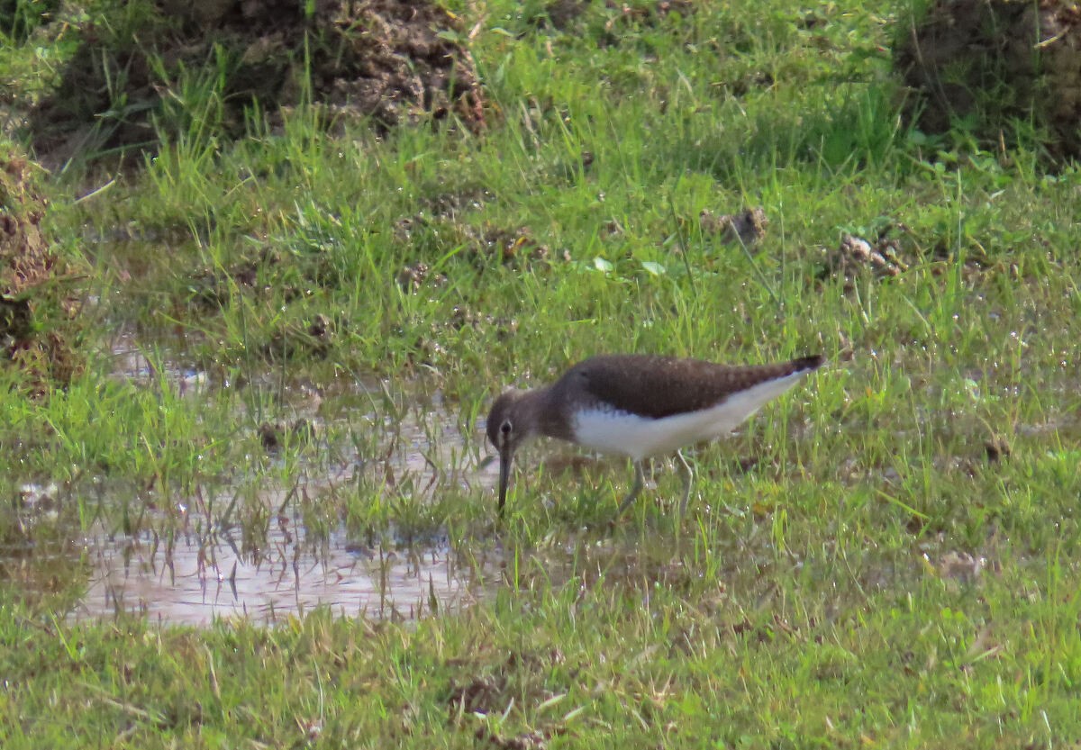 クサシギ - ML646172974