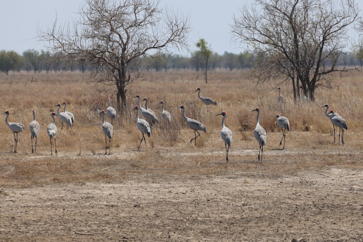 オーストラリアヅル - ML646172975