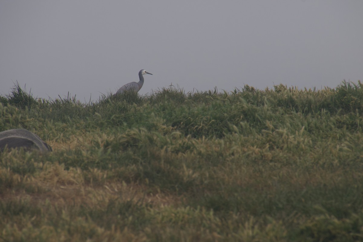 カオジロサギ - ML646172976