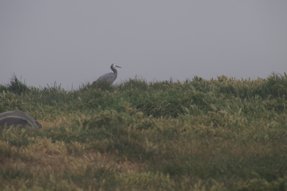 カオジロサギ - ML646172981