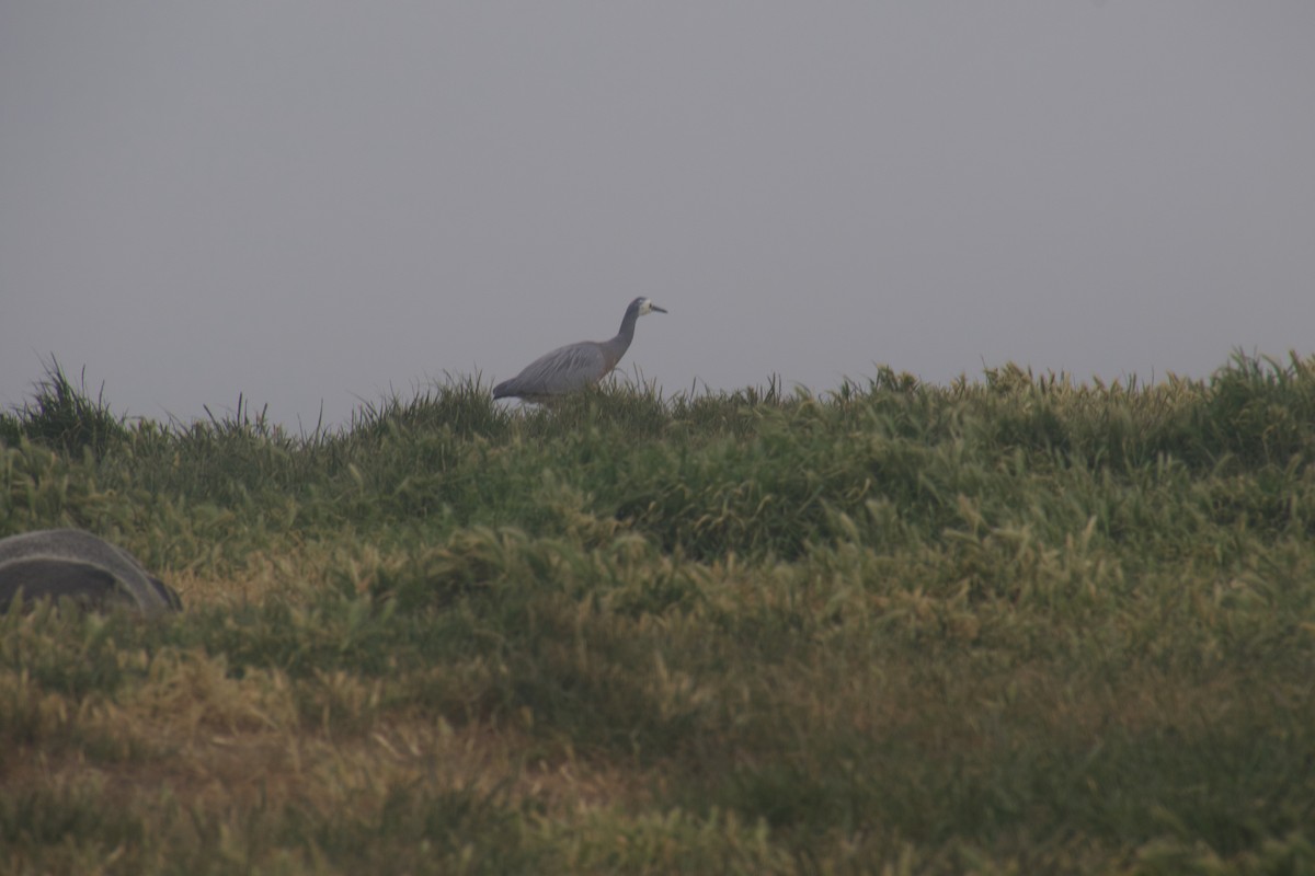 カオジロサギ - ML646172982