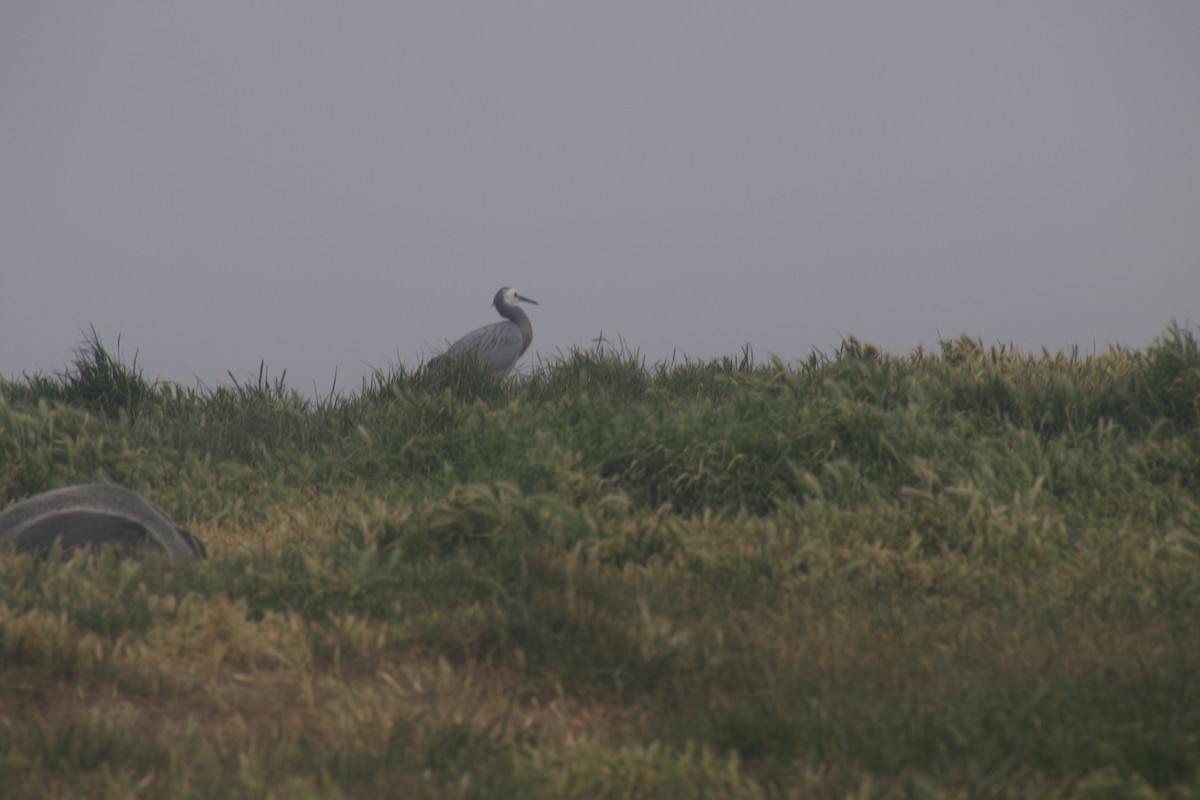 カオジロサギ - ML646172983