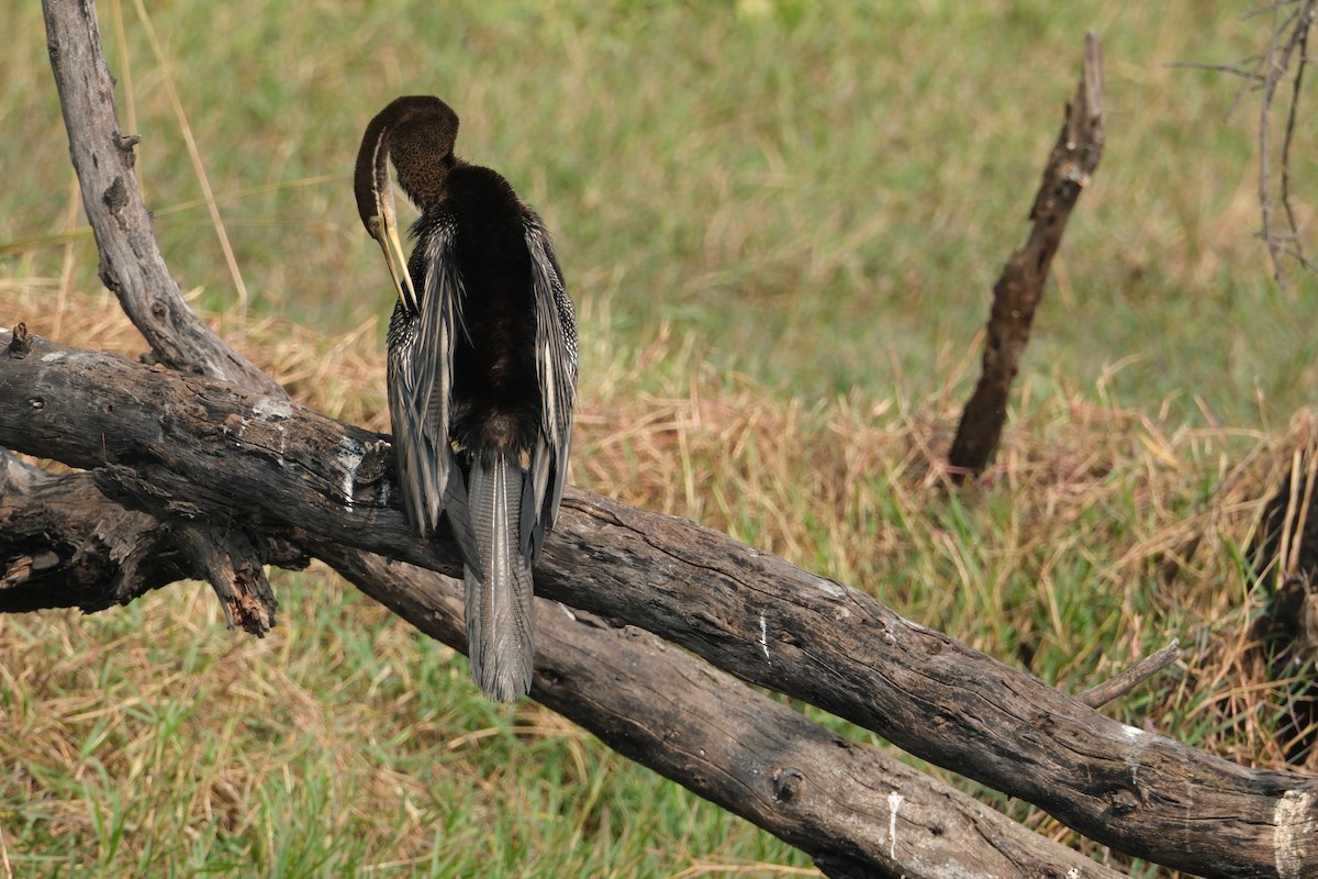 アジアヘビウ - ML646172984