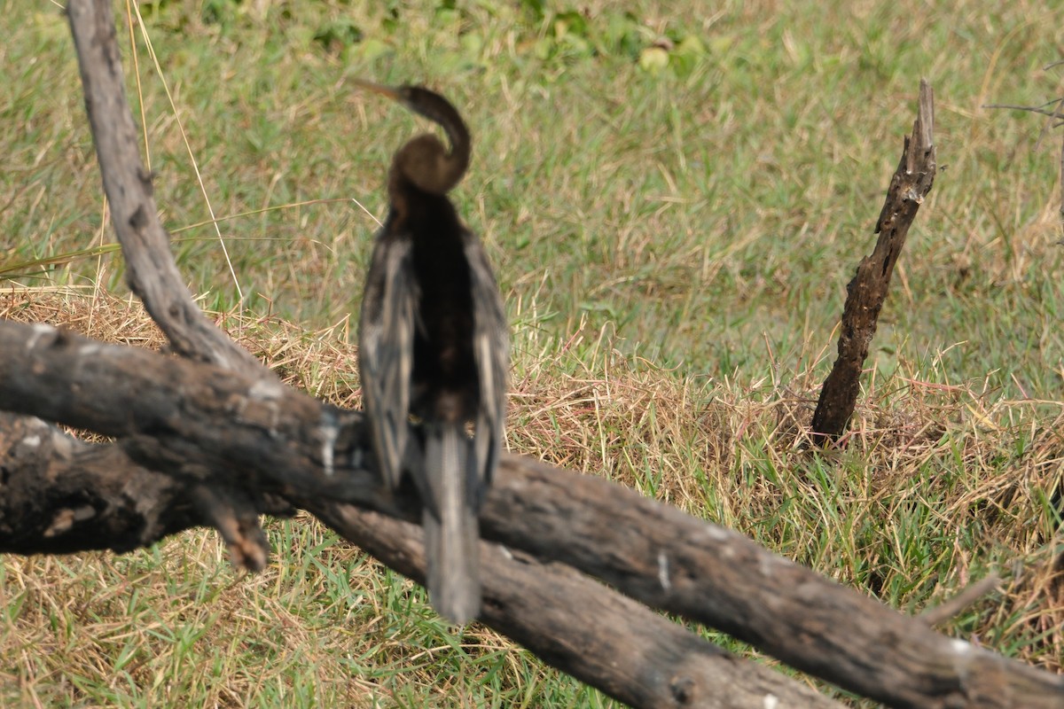 アジアヘビウ - ML646172985