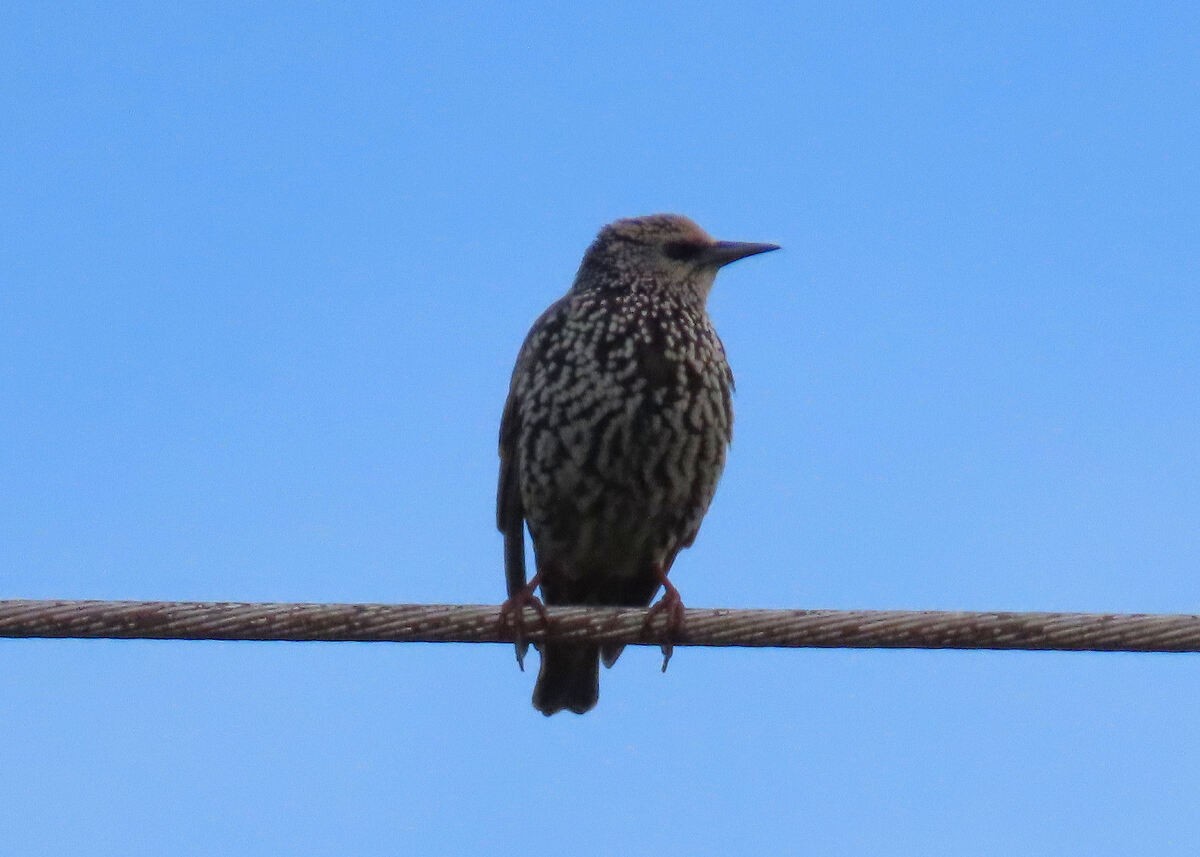 ホシムクドリ - ML646172986