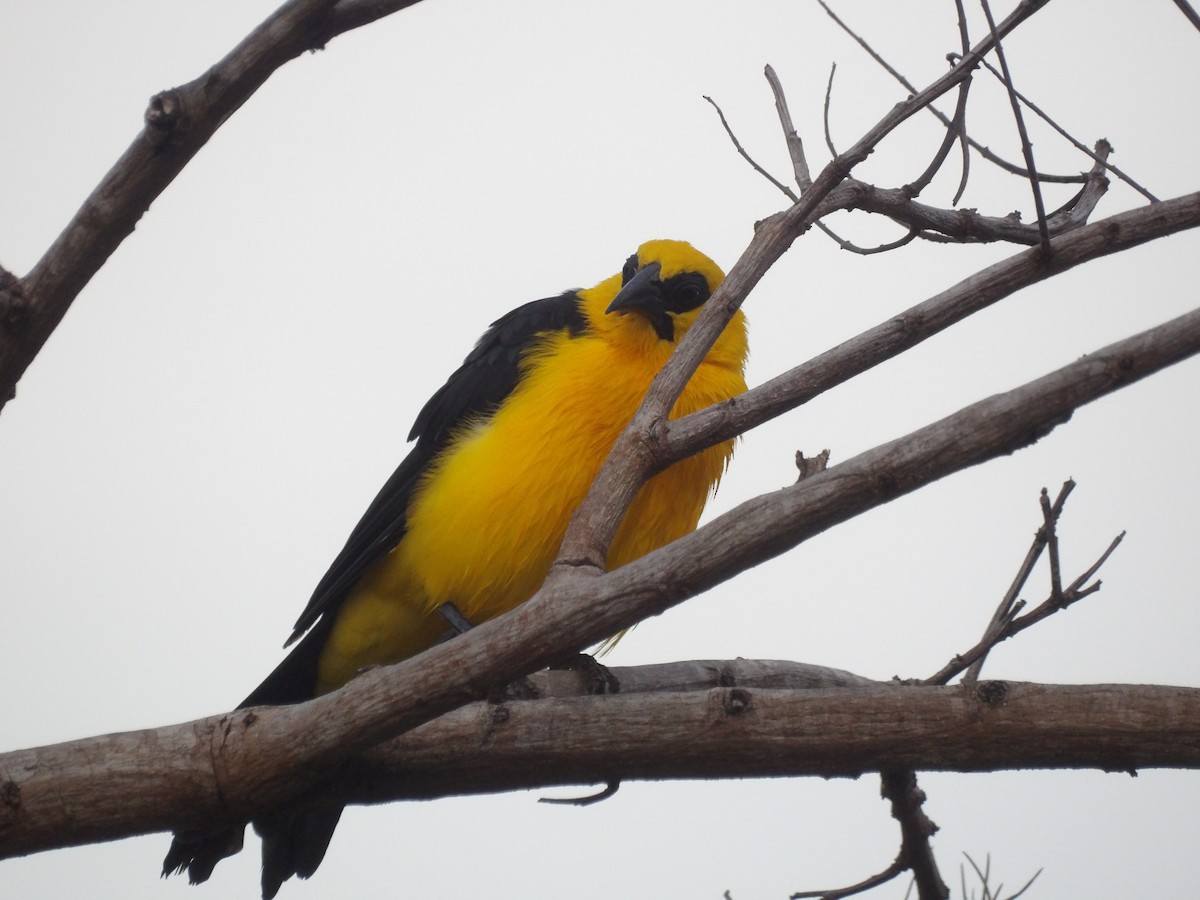 オオムクドリモドキ - ML646172987